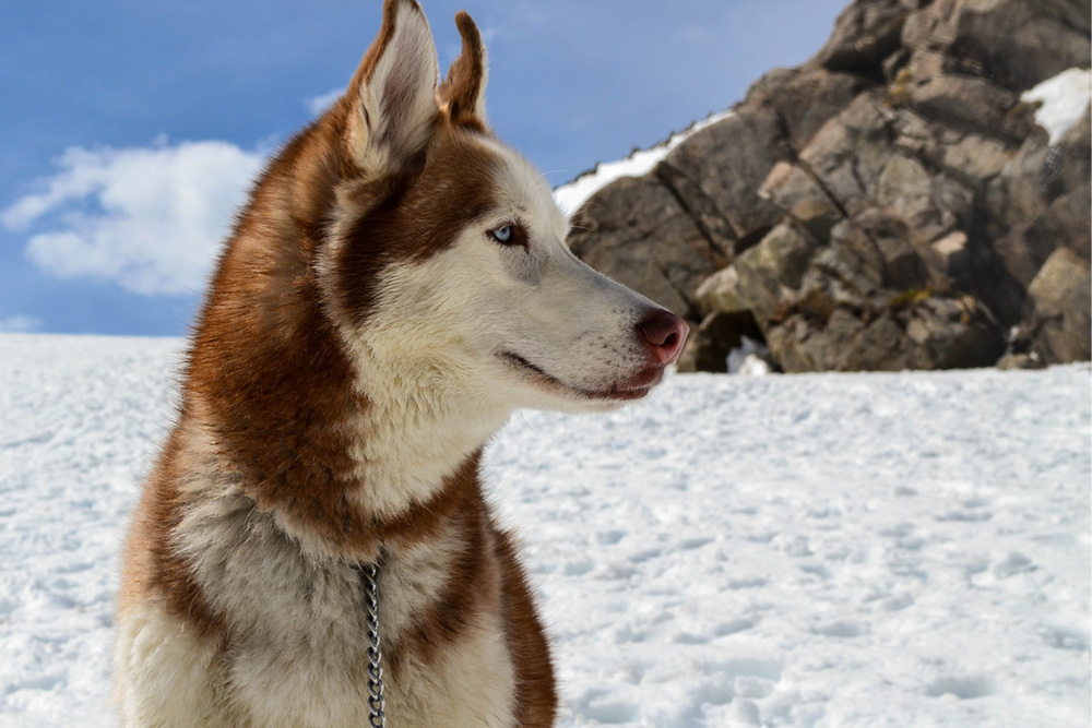 Dog sled dog red and white Husky with blue eyes